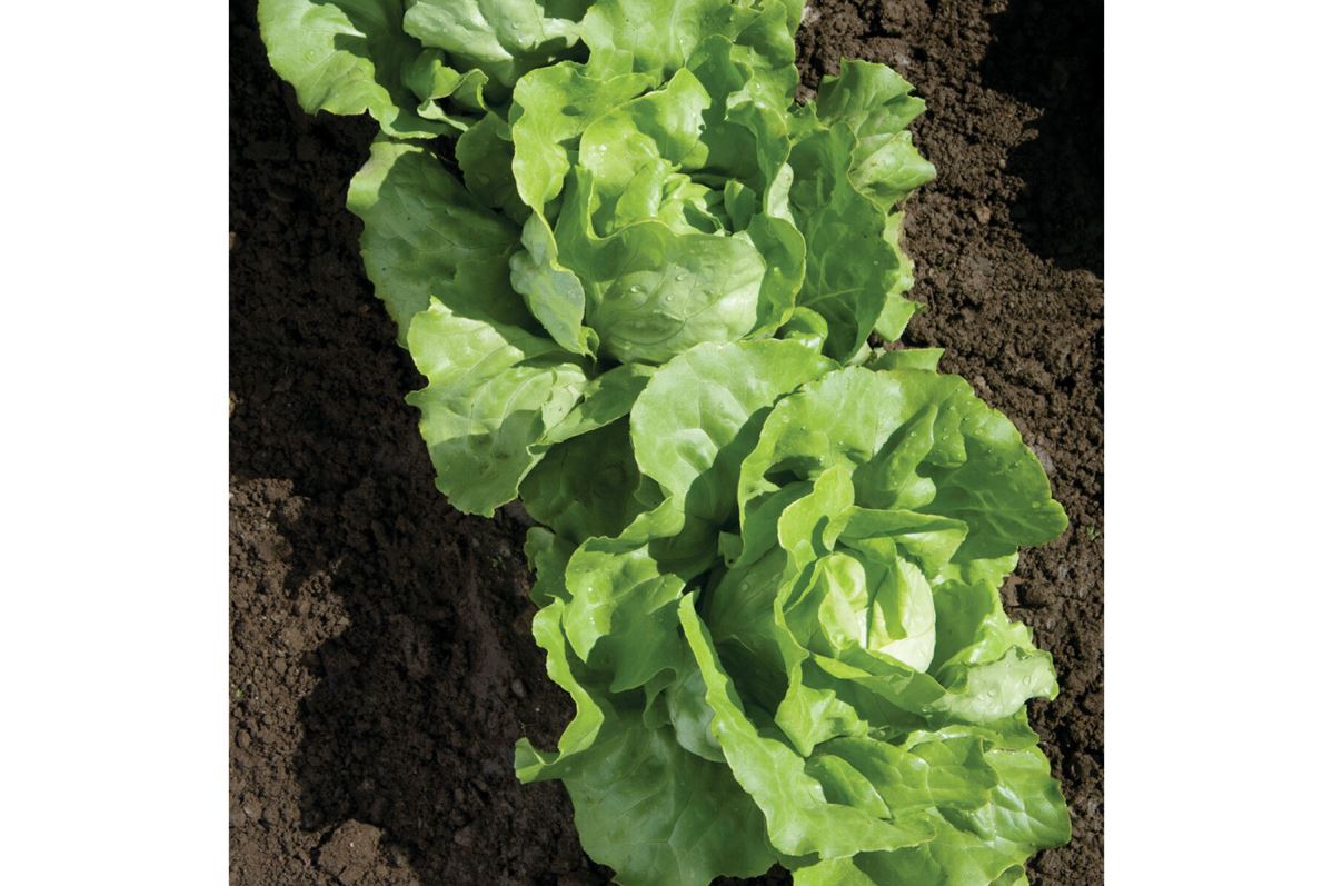 Nancy – Organic Lettuce Seed